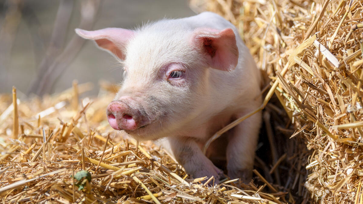 Sparen mit einer Kassenobligation